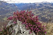 58 Erica in fiore con panorama sulla Valle Brembana
